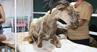 Mardin-Diyarbakır sınırındaki yangında yaralanan 26 hayvan 'Kurtarılmış Hayvan Çiftliği'nde