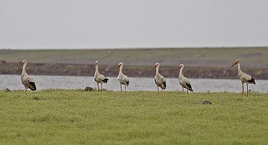 Sıcaklar leylek popülasyonunu olumsuz etkiledi
