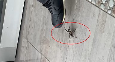 Şırnak'ta zeytuni Orta Doğu tarantulası görüldü