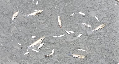 Yeşilırmak'ta balık ölümleri