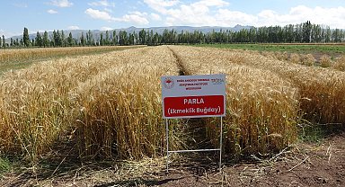 22 yılda geliştirilen 'Parla' buğday çeşidi yüz güldürdü