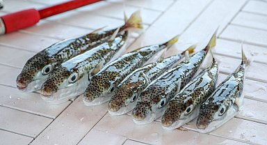 'Balon balığı avcıları' Antalya'da 218 bin lira kazandı