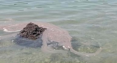 'Dünyaca ünlü koya sintine atığı boşaltıldı' iddiası