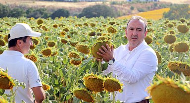 'Kuraklığa dayanıklı yerli ve milli ayçiçeği tohumu 300 bin dekara ekildi'