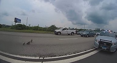 ABD'de otoyola çıkan ördek ve yavrularını polis kurtardı