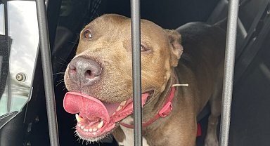 ABD'de polis, arabanın içerisinde bırakılmış köpeği camı kırarak kurtardı