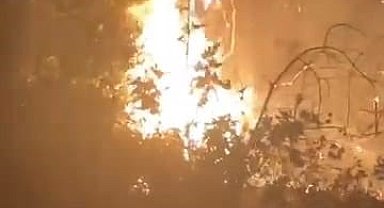 Adana'da orman yangını