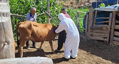 Adana'nın Feke ilçesinde şarbon hastalığı görüldü; aşılama çalışması başlatıldı