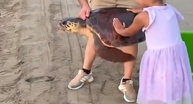 Ağa takılıp boğulma tehlikesi geçiren üreme dönemindeki deniz kaplumbağası, tedavi edilip denizle buluşturuldu
