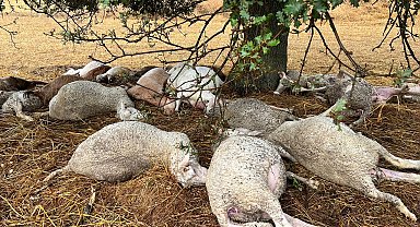 Ağaca yıldırım düştü; çevresindeki 29 koyun öldü