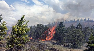 Ağaçlandırma sahasındaki yangın, erken müdahaleyle söndürüldü