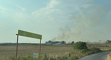 Anız yangını zeytin ve narenciye ağaçlarına zarar verdi