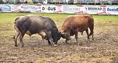 Artvin'de boğa güreşlerine yoğun ilgi