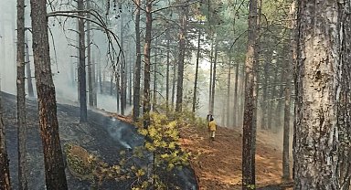 Aydın'da orman yangını
