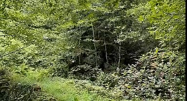 Baba-kız, sarmaşık ve otlardan temizledikleri 1,5 asırlık kemer köprüyü ortaya çıkardı