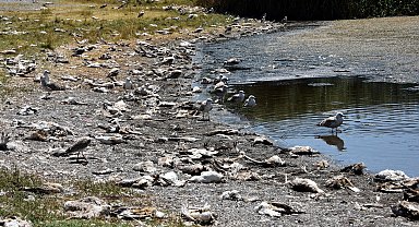 Baharda bol yağış alan Van'da, inci kefali göçü başarılı, martı ölümleri az