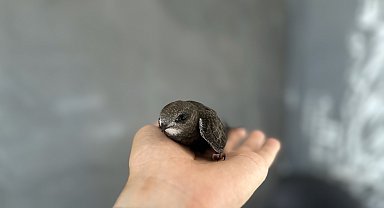 Bahçesine düşen ebabil yavrusunun tedavisini yaptırıp, uçmaya hazırlıyor