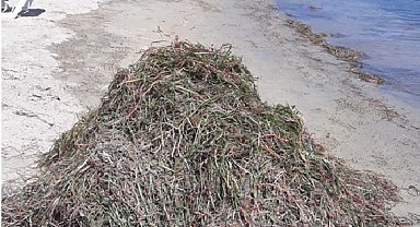 Balıkesir'de koruma altındaki deniz çayırları söküldü