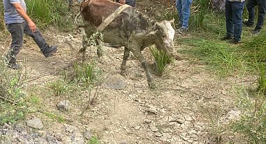 Bartın'da çamura saplanan ineği ekipler kurtardı