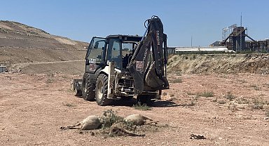 Başıboş köpekler sürüye saldırdı, 7 koyun öldü