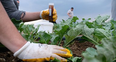 Bitkilerde iklim değişikliğine bağlı hastalıklar ile bakteriler mücadele edecek
