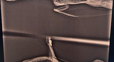 Boğazına misina iğnesi takılan saz tavuğu sağlığına kavuştu