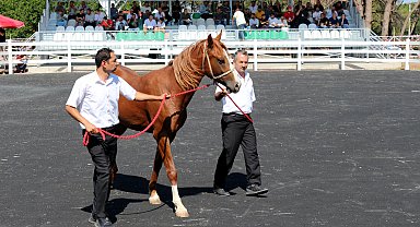 Bursa'da 'Uzunköprü' adlı tay 3 milyon 500 bin liraya satıldı