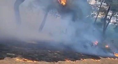 Bursa'da piknik alanında yangın