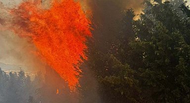 Çanakkale'de orman yangını