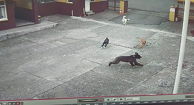 Çay fabrikasının bahçesine giren yavru ayı kamerada