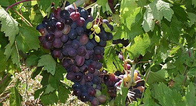 Coğrafi işaretli Kavacık üzümü, sıcak hava nedeniyle 20 gün erken hasat edilecek
