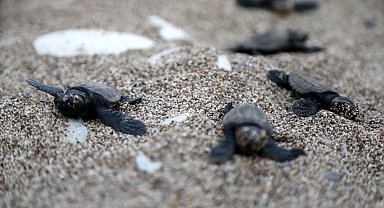 Deniz kaplumbağalarının sahilinde 30 yılın rekoruna son 6 yuva