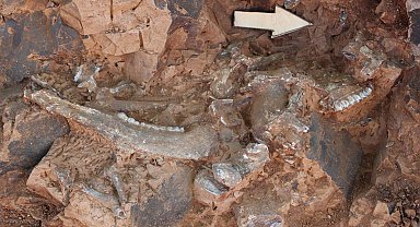 Denizli'de 9 milyon yıl öncesine ait 'kılıç dişli' kedi kafatası fosili bulundu