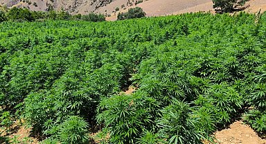 Diyarbakır'da 1 milyon 229 bin kök kenevir ile 379 kilo esrar ele geçirildi