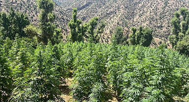 Diyarbakır'da 1 milyon 459 bin kenevir bitkisi ele geçirildi