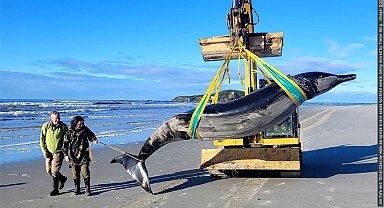 Dünyanın 'en nadir' balinası, Yeni Zelanda'da karaya vurdu