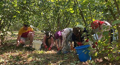 Düzce'de fındık hasadı erken başladı