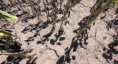 Edirne'de kavurucu sıcaklarda ayçiçeği ekili tarlalar kurudu, ürünlerin gelişimi durdu