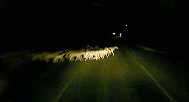 Edirne'de minibüsün çarptığı sürüdeki 16 koyun öldü