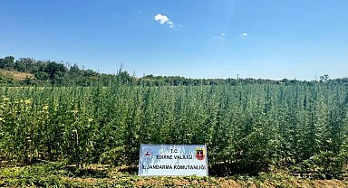 Edirne'de tarlada 2 milyon 65 bin kök Hint keneviri ele geçirildi