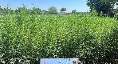 Edirne'de tarlada 6 bin kök Hint keneviri ele geçirildi