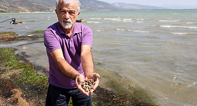 Eğirdir Gölü'nde binlerce kabuklu su canlısı ölüsü kıyıya vurdu