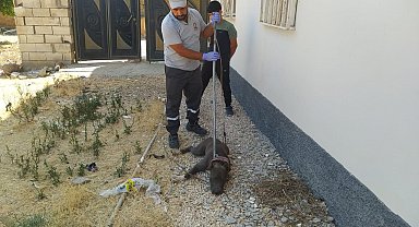 Evin bahçesine giren pitbull, paniğe neden oldu