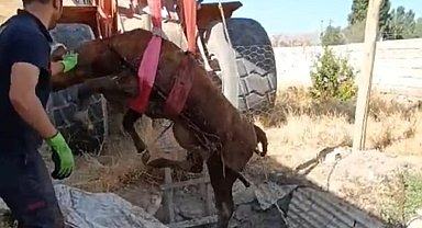 Foseptiğe düşen boğayı itfaiye ekipleri kurtardı