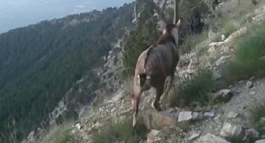 Fotokapanlarla yaban hayat görüntülendi