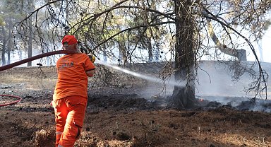 Gaziantep'te orman yangını