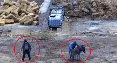 Geldikleri çiftlikte 5 at ile 1 eşeği öldürdüler