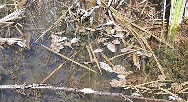 Gemlik'teki Kurtul Göleti'nde balık ölümleri