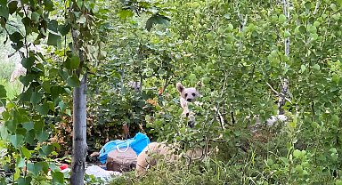 Göl kenarına pikniğe giden aile ayılarla karşılaştı; kurdukları sofrayı bırakıp kaçtılar