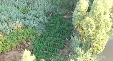 Hevsel Bahçeleri'nde 3 bin 267 kök kenevir ele geçirildi